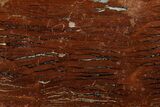 Polished Cretaceous Stromatolite Fossil - Western Australia #180054-1